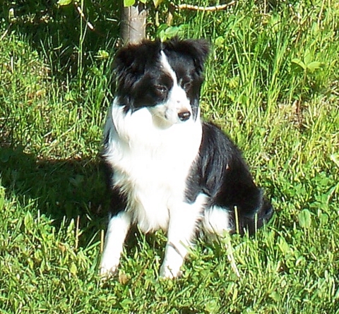 Poppy < Josie x Drover